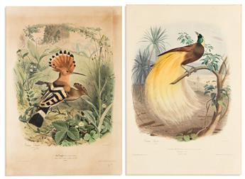 (BIRDS.) Édouard Travies. Group of 6 hand-colored lithographed plates,